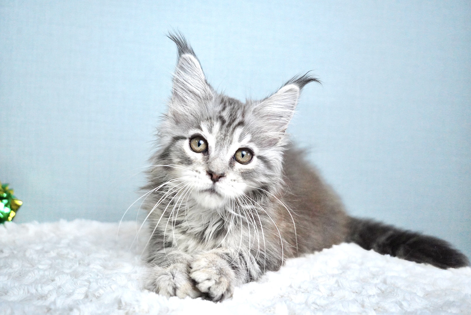 レグルスくんの写真1