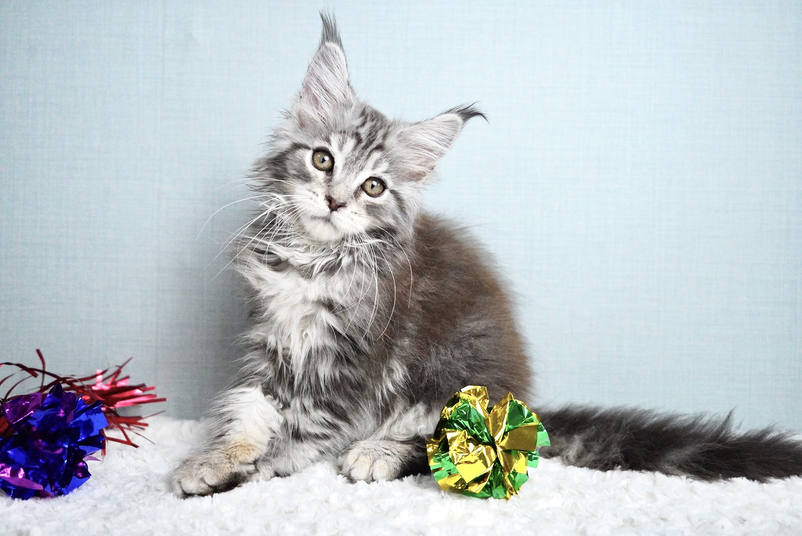 レグルスくんの写真6