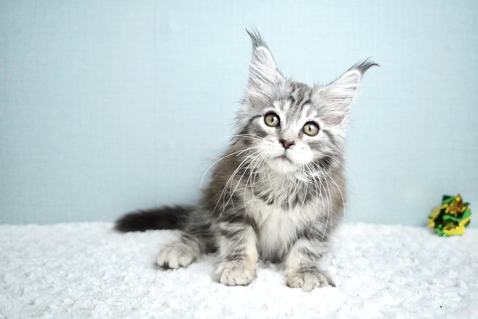 レグルスくんの写真5