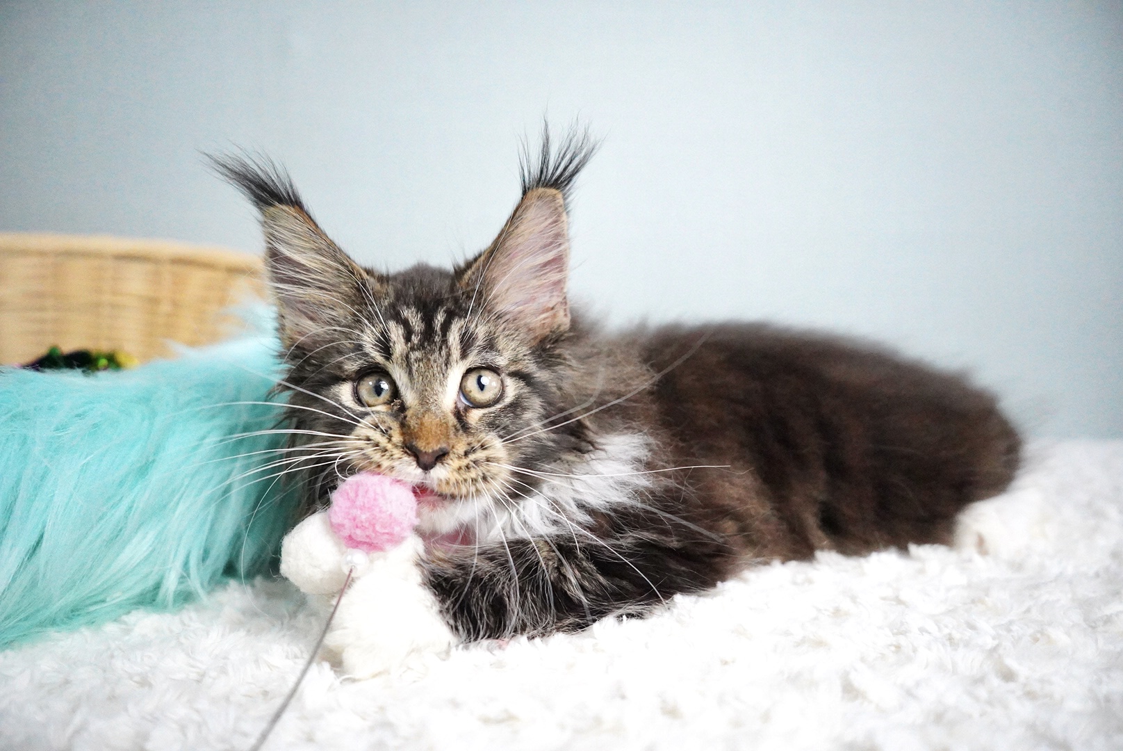 アトラスくんの写真6