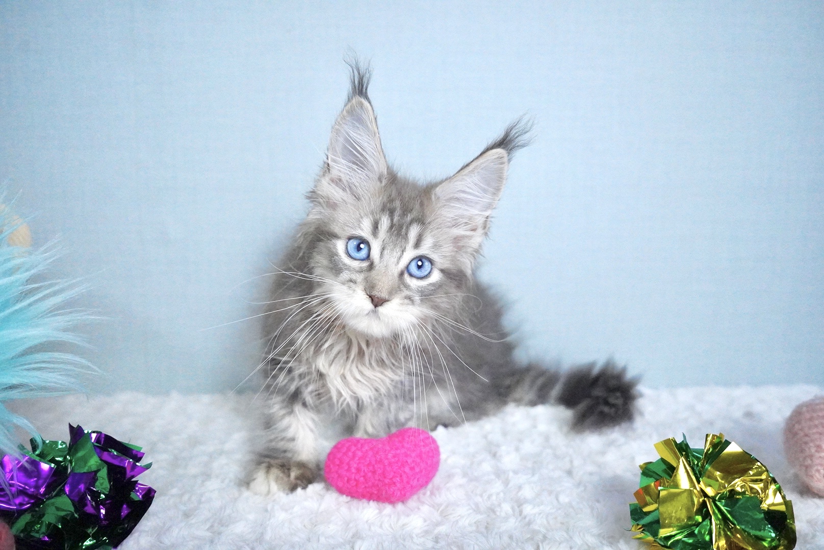 セフィアちゃんの写真2