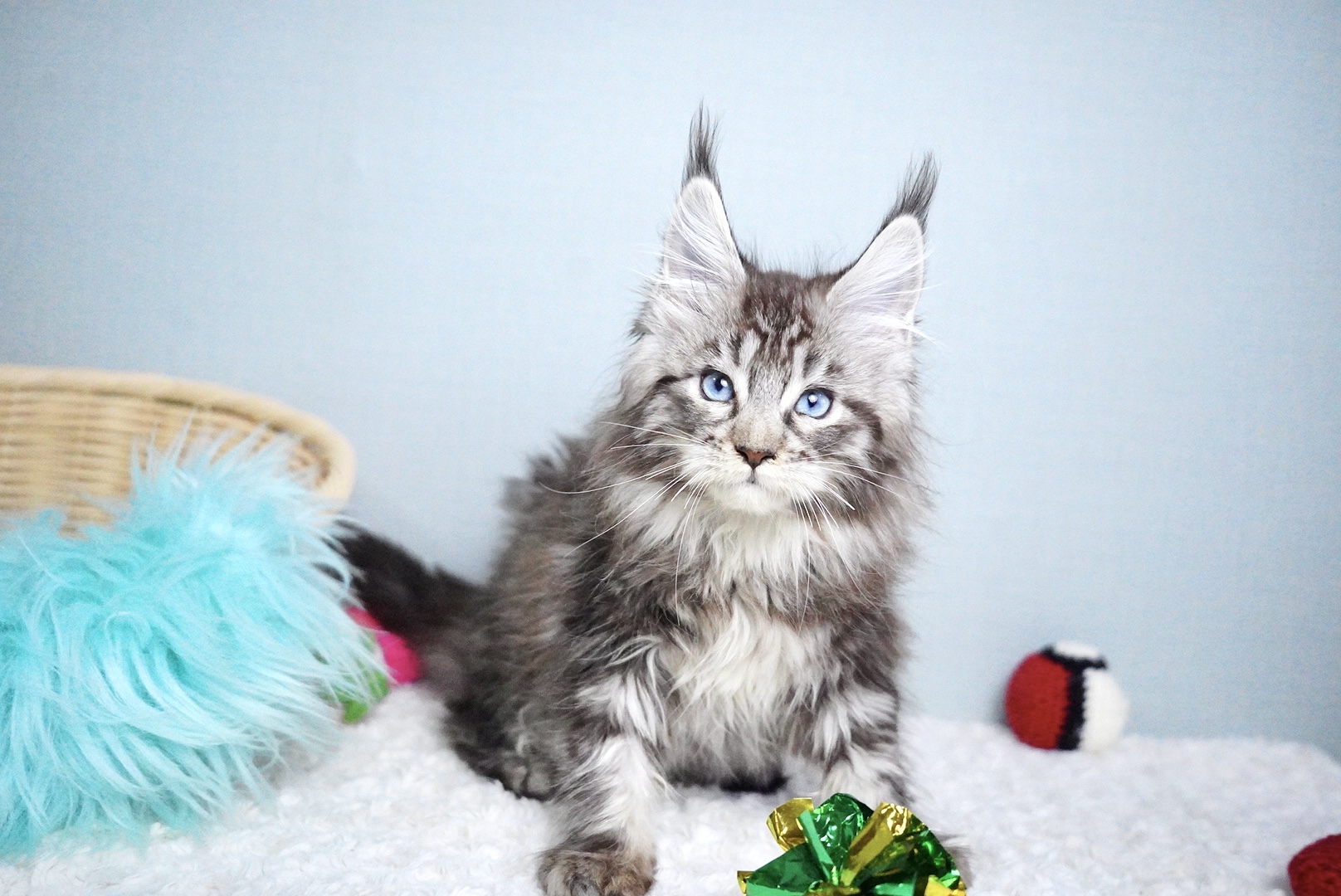 ミラベルちゃんの写真4