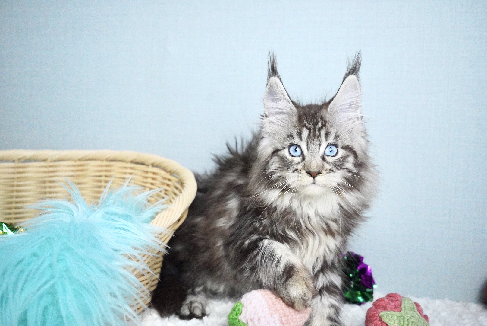 ミラベルちゃんの写真3