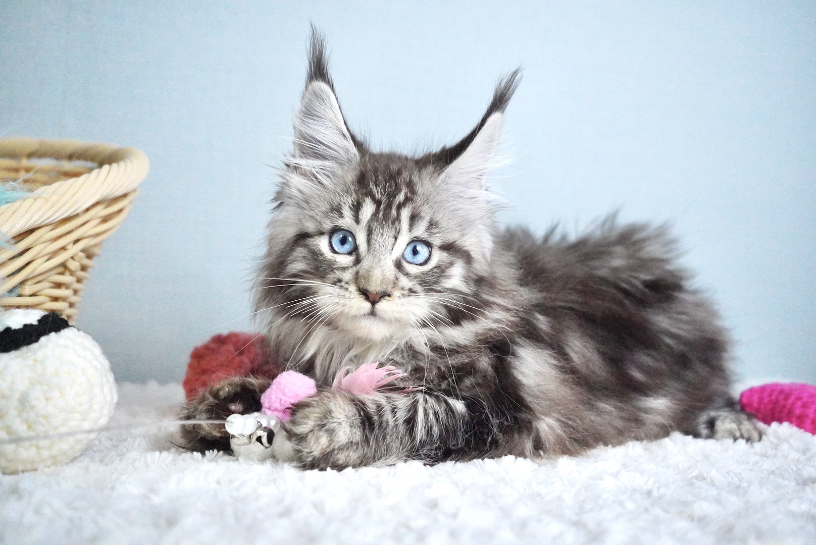 ミラベルちゃんの写真1