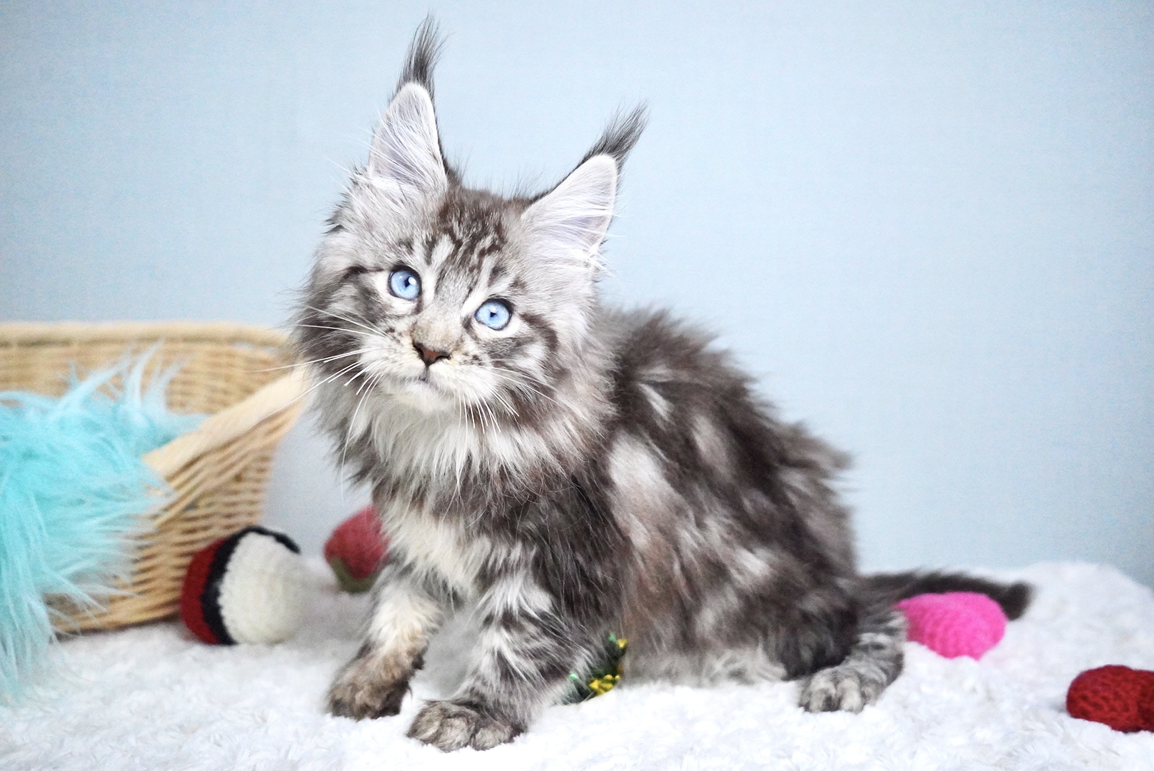 ミラベルちゃんのメイン写真