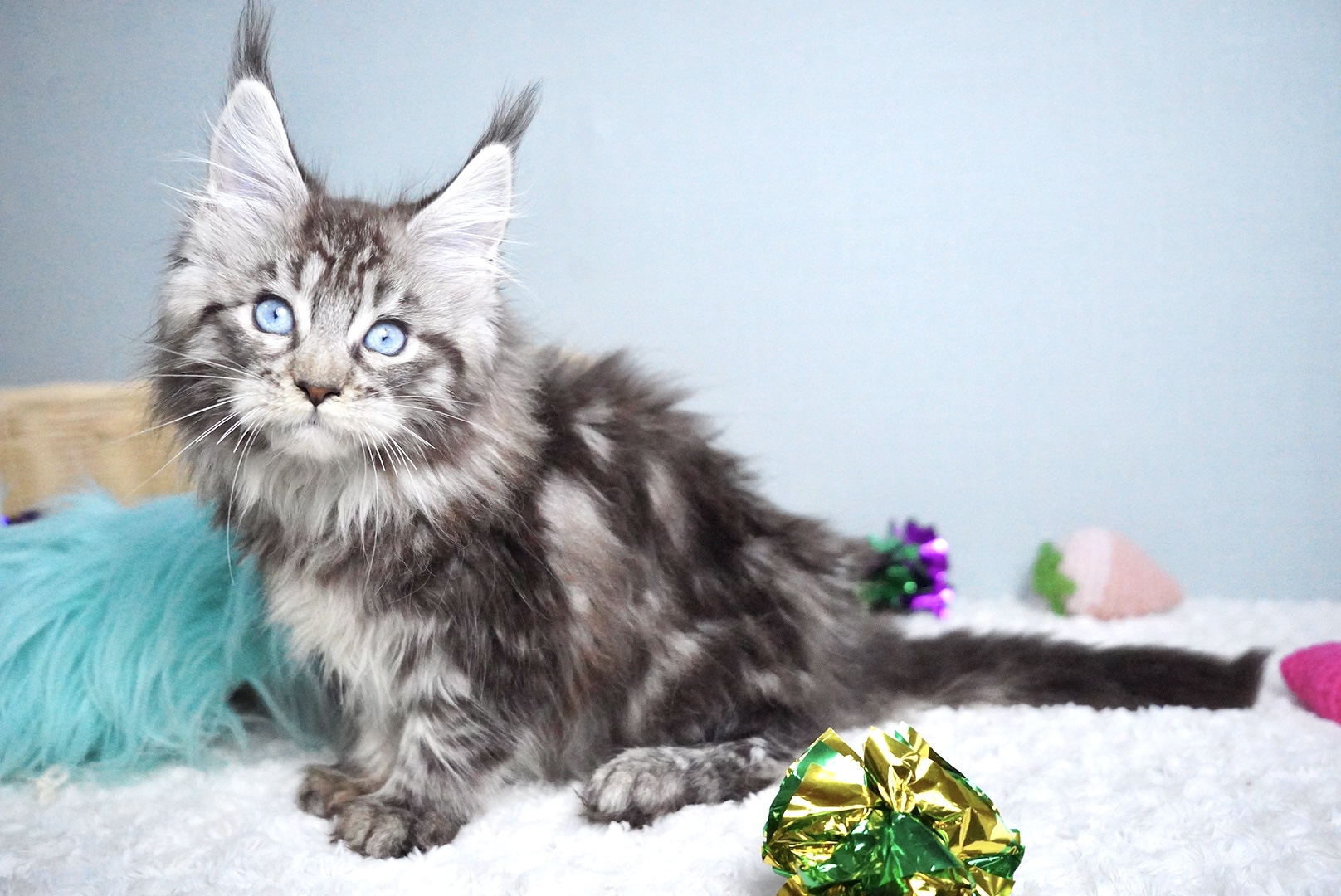 ミラベルちゃんの写真2