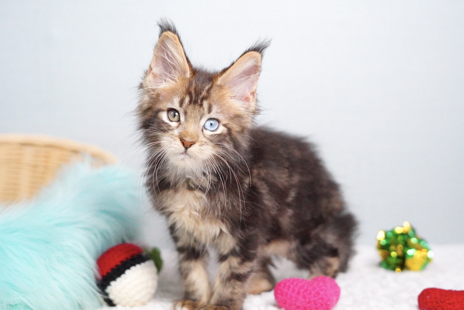 エランくんの写真6