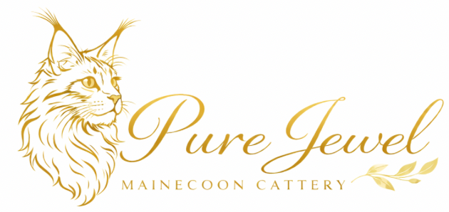 メインクーン専門ブリーダーの【PureJewelピュアジュエル】東京都清瀬市